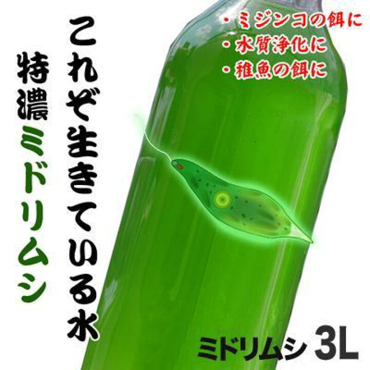 活餌 タマミジンコ 増量 800ml 0匹 ミジンコ育成 増殖促進飼料10g 生体 贈る結婚祝い