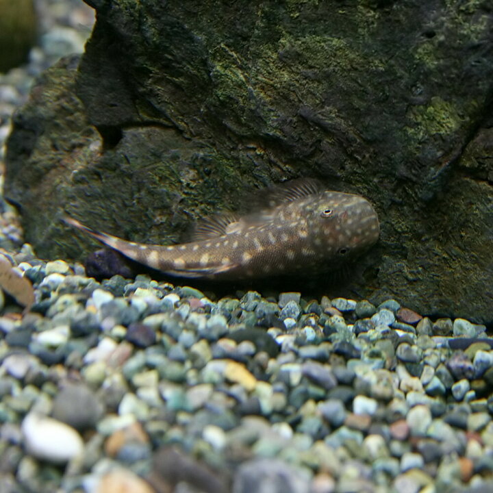 楽天市場 熱帯魚 生体 ボルネオプレコ 約３cm １匹 水槽 熱帯魚 観賞魚 飼育 生体 通販 販売 アクアリウム あくありうむ 小型 ネオス 楽天市場店