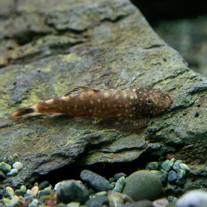 楽天市場 熱帯魚 生体 ボルネオプレコ 約３cm １匹 水槽 熱帯魚 観賞魚 飼育 生体 通販 販売 アクアリウム あくありうむ 小型 ネオス 楽天市場店