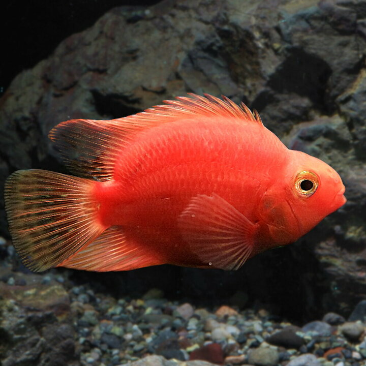 楽天市場】(熱帯魚 生体)キングコングパロット （約9cm）（1匹 