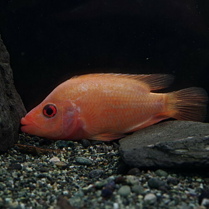 楽天市場 熱帯魚 生体 フラミンゴシクリッド 約１０cm １匹 水槽 熱帯魚 観賞魚 飼育 生体 通販 販売 アクアリウム あくありうむ 小型 ネオス 楽天市場店