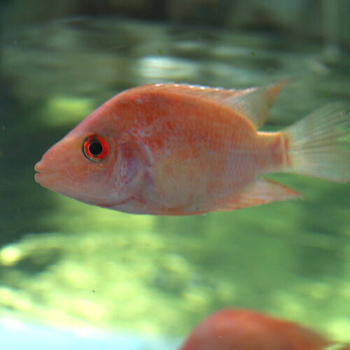 楽天市場 熱帯魚 生体 フラミンゴシクリッド 約１０cm １匹 水槽 熱帯魚 観賞魚 飼育 生体 通販 販売 アクアリウム あくありうむ 小型 ネオス 楽天市場店