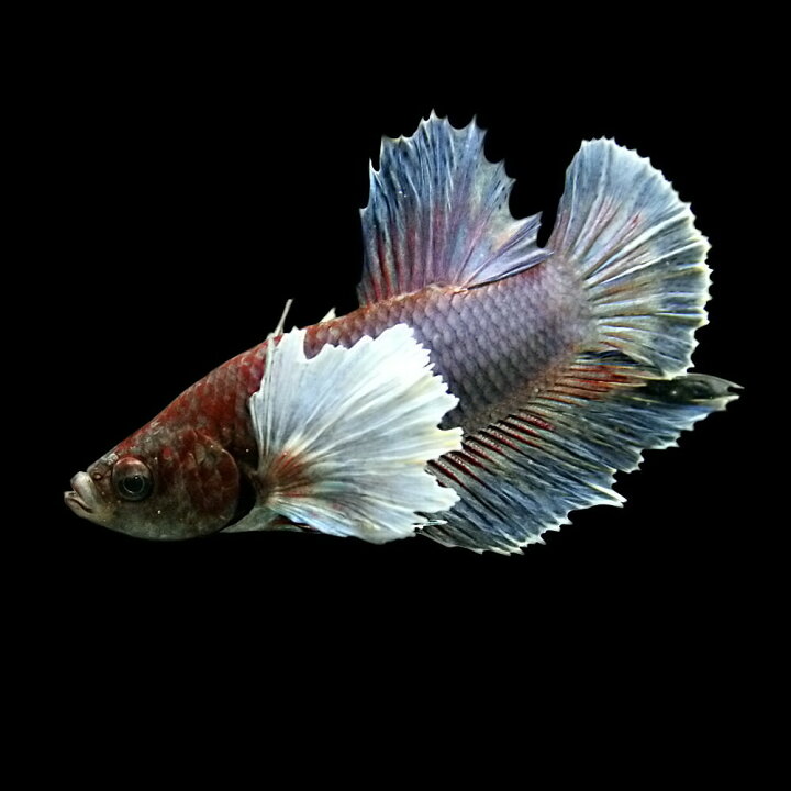 楽天市場 熱帯魚 生体 ベタ ハーフムーン エレファントイヤー メス 約４ ５cm １匹 色おまかせ 水槽 熱帯魚 観賞魚 飼育 生体 通販 販売 アクアリウム あくありうむ 小型 ネオス 楽天市場店