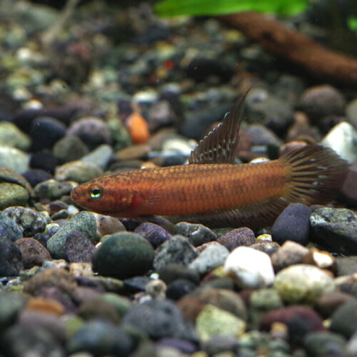 楽天市場 熱帯魚 生体 ワイルド ベタ リビダ タンジョンマリン産 １匹 水槽 熱帯魚 観賞魚 飼育 生体 通販 販売 アクアリウム あくありうむ 小型 ネオス 楽天市場店