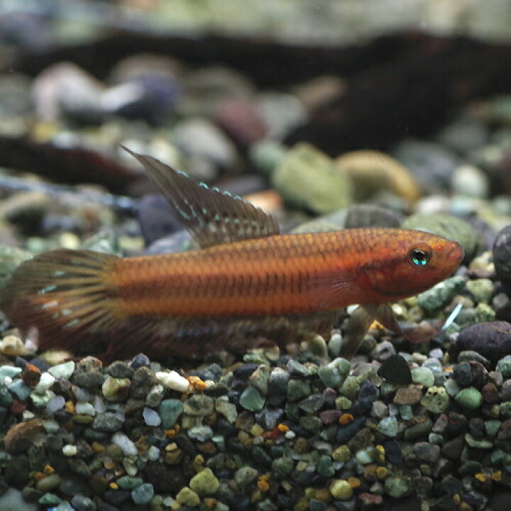 楽天市場 熱帯魚 生体 ワイルド ベタ リビダ タンジョンマリン産 １匹 水槽 熱帯魚 観賞魚 飼育 生体 通販 販売 アクアリウム あくありうむ 小型 ネオス 楽天市場店