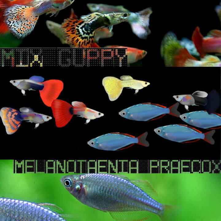 楽天市場 熱帯魚 生体 オススメ ミックスグッピー 外国産 約３cm ３ペア ネオンドワーフレインボー 約２ ３cm ３匹 ネオス 楽天市場店