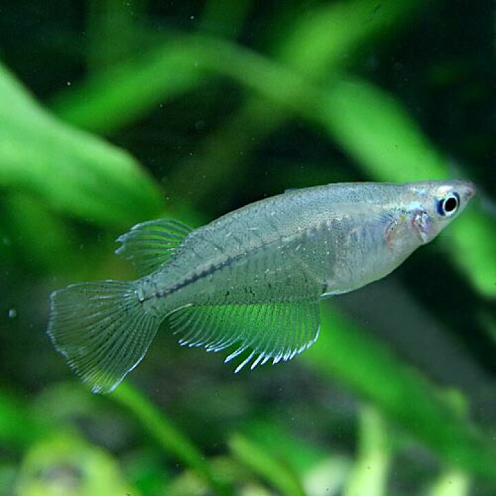 楽天市場 熱帯魚 生体 インドメダカ 約２ ３cm ５匹 水槽 熱帯魚 観賞魚 飼育 生体 通販 販売 アクアリウム あくありうむ 小型 ネオス 楽天市場店