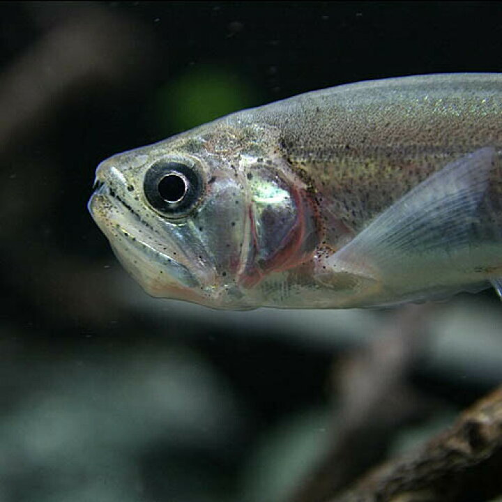 楽天市場】(熱帯魚 生体)ペーシュ カショーロ （約4cm）（1匹 