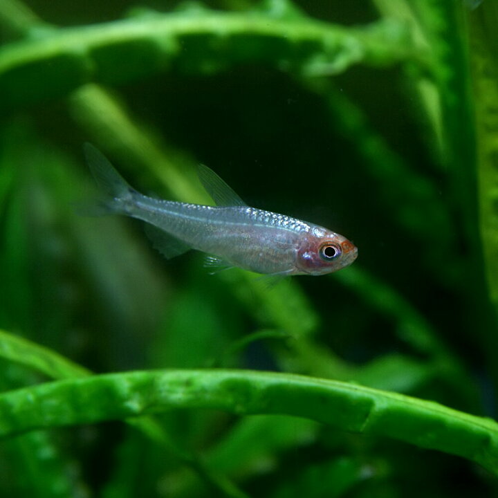 楽天市場 熱帯魚 生体 ダイヤモンドヘッドラミーノーズテトラ 約２ ３cm １匹 水槽 熱帯魚 観賞魚 飼育 生体 通販 販売 アクアリウム あくありうむ 小型 ネオス 楽天市場店