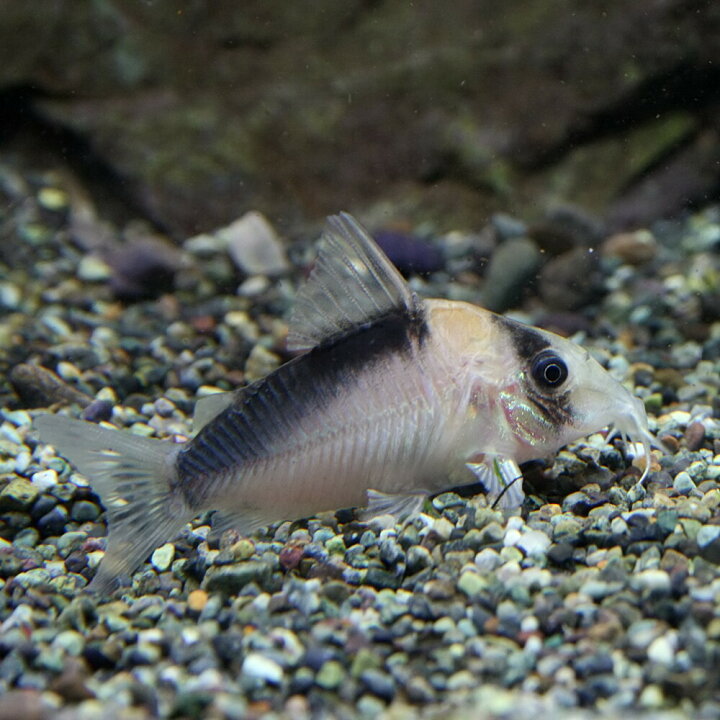 楽天市場 熱帯魚 生体 コリドラス イミテーター 約５cm １匹 水槽 熱帯魚 観賞魚 飼育 生体 通販 販売 アクアリウム あくありうむ 小型 ネオス 楽天市場店