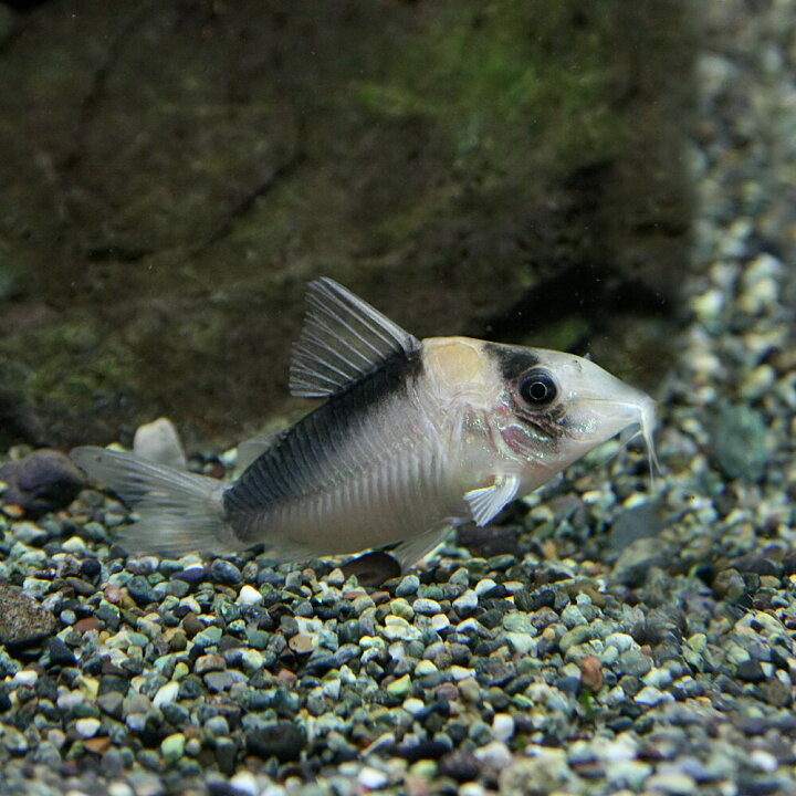 楽天市場 熱帯魚 生体 コリドラス イミテーター 約５cm １匹 水槽 熱帯魚 観賞魚 飼育 生体 通販 販売 アクアリウム あくありうむ 小型 ネオス 楽天市場店