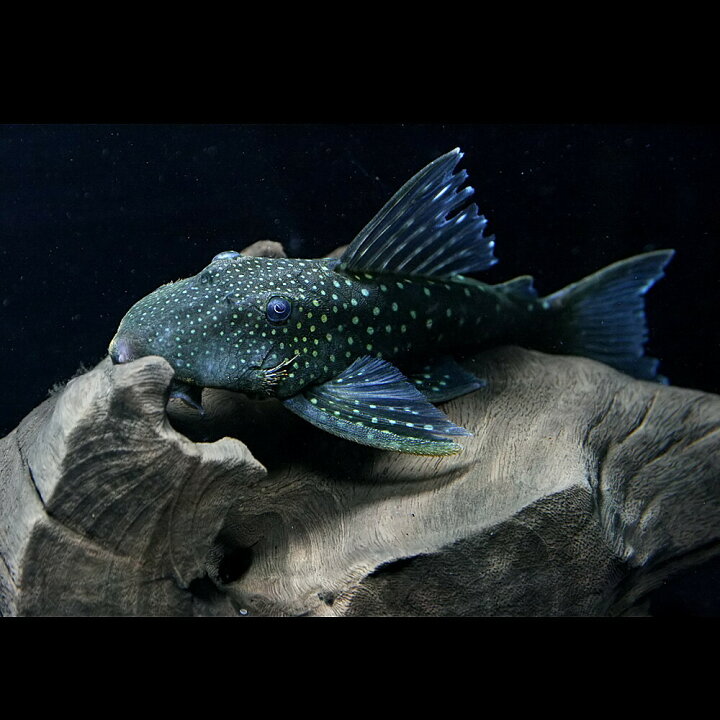 楽天市場 熱帯魚 生体 ブルーフィンペコルティア 約１８cm １匹 水槽 熱帯魚 観賞魚 飼育 生体 通販 販売 アクアリウム あくありうむ 小型 ネオス 楽天市場店