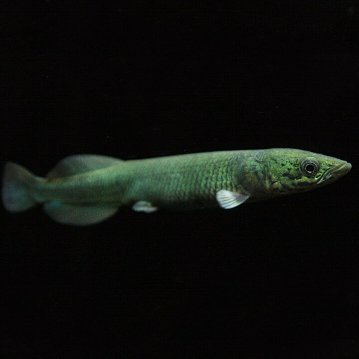 楽天市場 熱帯魚 生体 ピラルクー ペルー アマゾン河 約８cm １匹 水槽 熱帯魚 観賞魚 飼育 生体 通販 販売 アクアリウム あくありうむ 小型 ネオス 楽天市場店