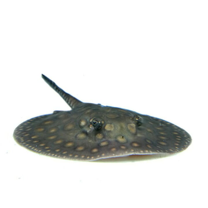 楽天市場 熱帯魚 生体 ゴールデンスポットエイ モトロ ブリード 約１２cm １匹 水槽 熱帯魚 観賞魚 飼育 生体 通販 販売 アクアリウム あくありうむ 小型 ネオス 楽天市場店