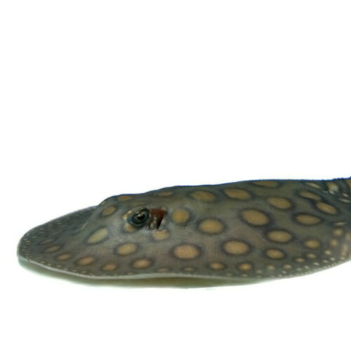 楽天市場 熱帯魚 生体 ゴールデンスポットエイ モトロ ブリード個体 約１２cm １匹 水槽 熱帯魚 観賞魚 飼育 生体 通販 販売 アクアリウム あくありうむ 小型 ネオス 楽天市場店