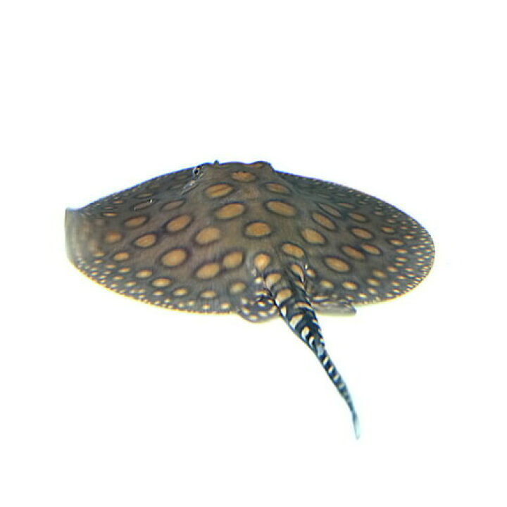 楽天市場 熱帯魚 生体 ゴールデンスポットエイ モトロ ブリード個体 約１２cm １匹 水槽 熱帯魚 観賞魚 飼育 生体 通販 販売 アクアリウム あくありうむ 小型 ネオス 楽天市場店