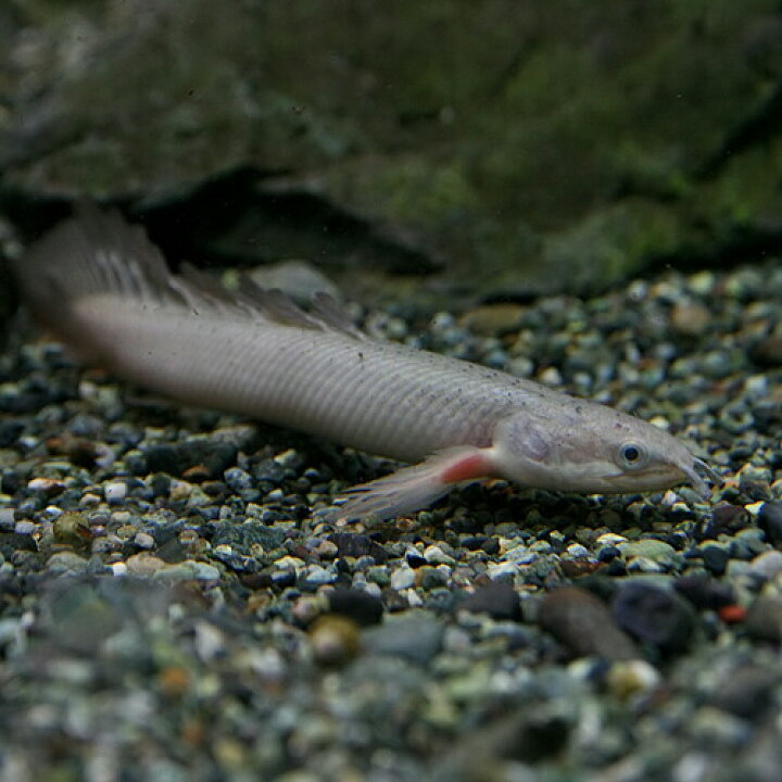 楽天市場 熱帯魚 生体 ポリプテルス ロングフィン セネガルス 約８ １０cm １匹 水槽 熱帯魚 観賞魚 飼育 生体 通販 販売 アクアリウム あくありうむ 小型 ネオス 楽天市場店