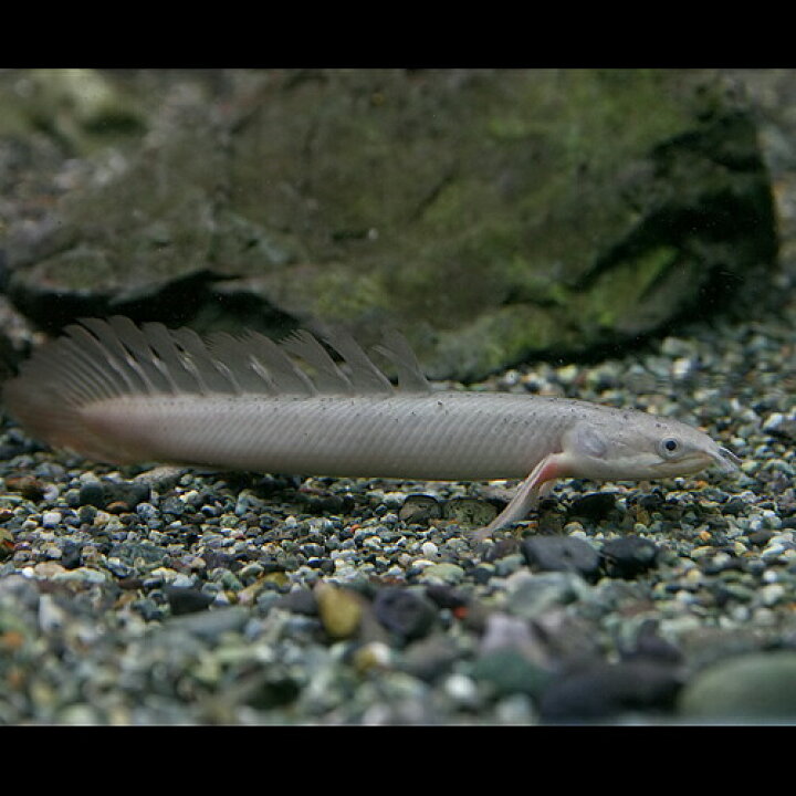 楽天市場 熱帯魚 生体 ポリプテルス ロングフィン セネガルス 約８ １０cm １匹 水槽 熱帯魚 観賞魚 飼育 生体 通販 販売 アクアリウム あくありうむ 小型 ネオス 楽天市場店
