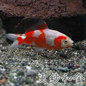 楽天市場 更紗 和金の通販
