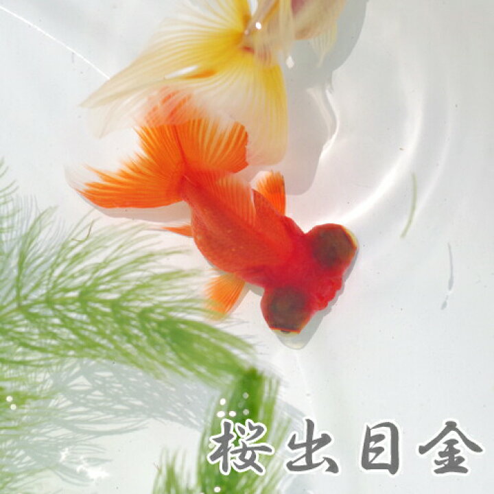 楽天市場】(金魚 生体)桜出目金 （約5cm）（1匹）【水槽/熱帯魚/観賞 