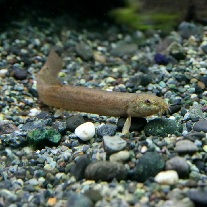 楽天市場 日淡 ドジョウ 約８ １０cm １０匹 水槽 熱帯魚 観賞魚 飼育 生体 通販 販売 アクアリウム あくありうむ 小型 ネオス 楽天市場店