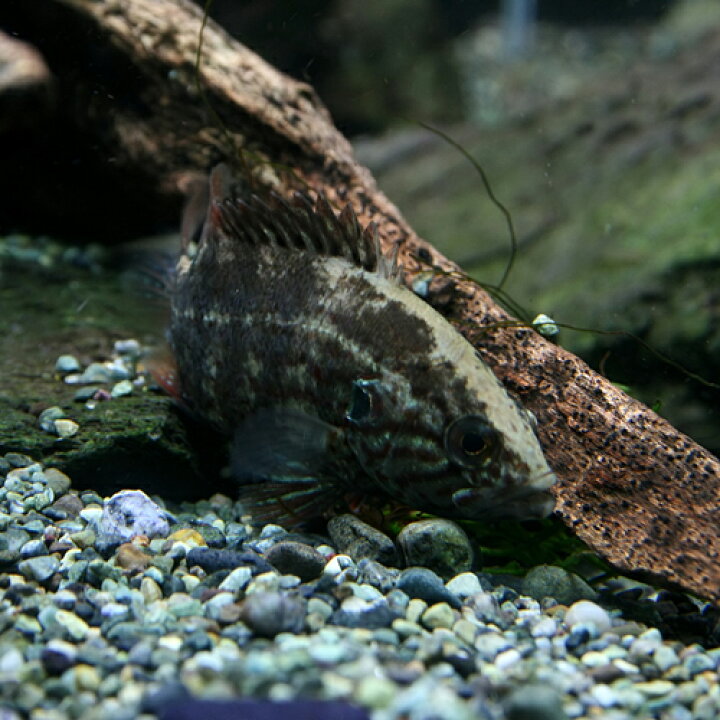 楽天市場 日淡 オヤニラミ 約３ ５cm １匹 水槽 熱帯魚 観賞魚 飼育 生体 通販 販売 アクアリウム あくありうむ 小型 ネオス 楽天市場店