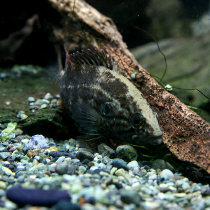 楽天市場 日淡 オヤニラミ 約３ ５cm １匹 水槽 熱帯魚 観賞魚 飼育 生体 通販 販売 アクアリウム あくありうむ 小型 ネオス 楽天市場店