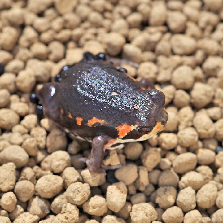 楽天市場 両生類 モザンビークフクラガエル 約3cm 1匹 水槽 熱帯魚 観賞魚 飼育 生体 通販 販売 アクアリウム あくありうむ 小型 ネオス 楽天市場店 楽天市場 両生類 モザンビークフクラガエル 約3cm 1匹 水槽 熱帯魚 観賞魚 飼育 生体 通販 販売 アクアリウム あくありうむ 小型 ネオス 楽天市場店