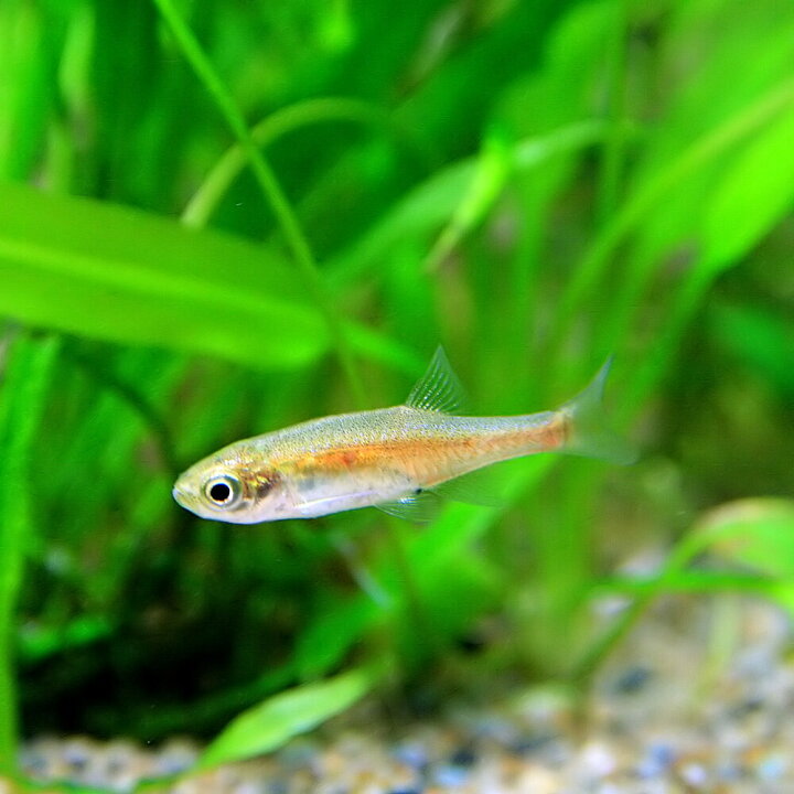 熱帯魚 生体 ミクロラスボラハナビ 約1.5cm 3匹 人気商品の 熱帯魚 生体 ミクロラスボラハナビ 約1.5cm 3匹 人気商品の