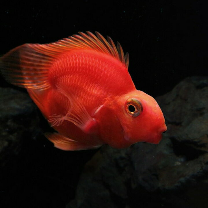 楽天市場 熱帯魚 生体 ハートパープルパロットファイヤー 約６cm １匹 水槽 熱帯魚 観賞魚 飼育 生体 通販 販売 アクアリウム あくありうむ 小型 ネオス 楽天市場店