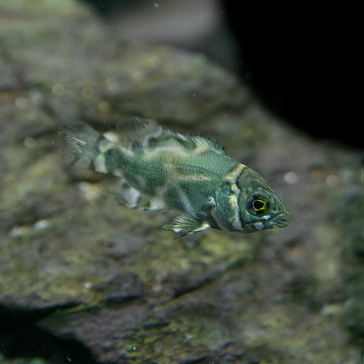 楽天市場 熱帯魚 生体 ワイルドオスカー コロンビア産 約４cm １匹 水槽 熱帯魚 観賞魚 飼育 生体 通販 販売 アクアリウム あくありうむ 小型 ネオス 楽天市場店