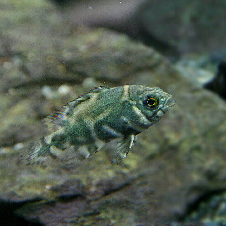 楽天市場 熱帯魚 生体 ワイルドオスカー コロンビア産 約４cm １匹 水槽 熱帯魚 観賞魚 飼育 生体 通販 販売 アクアリウム あくありうむ 小型 ネオス 楽天市場店