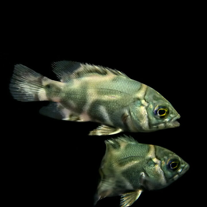 楽天市場】(熱帯魚 生体)オスカー【ワイルド コロンビア産】 （約4cm 