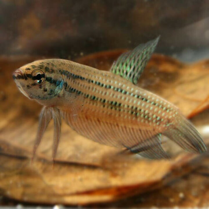 楽天市場 熱帯魚 生体 ワイルドベタ スマラグディナ Chaiyaphum産 約３cm １匹 水槽 熱帯魚 観賞魚 飼育 生体 通販 販売 アクアリウム あくありうむ 小型 ネオス 楽天市場店