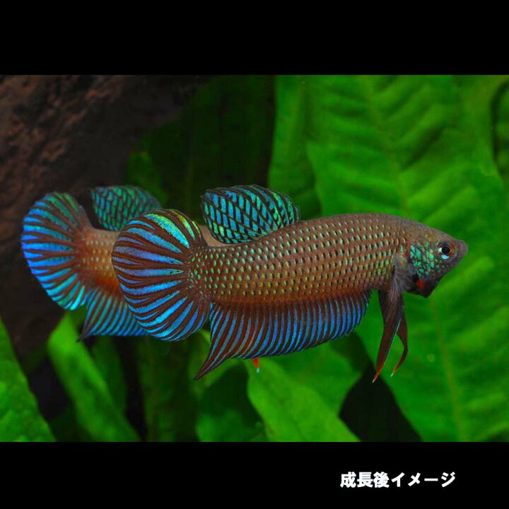 楽天市場 熱帯魚 生体 ワイルドベタ スマラグディナ Chaiyaphum産 約３cm １匹 水槽 熱帯魚 観賞魚 飼育 生体 通販 販売 アクアリウム あくありうむ ネオス 楽天市場店