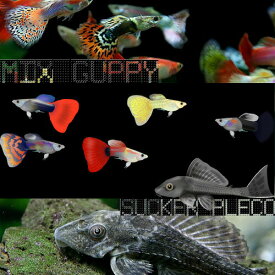 (熱帯魚 生体)( オススメ)ミックスグッピー【外国産】（約3cm）（3ペア） ＋ サッカープレコ（ヒポプレコ）（約5cm）（3匹）【水槽/熱帯魚/観賞魚/飼育】【生体】【通販/販売】【アクアリウム/あくありうむ】【小型】