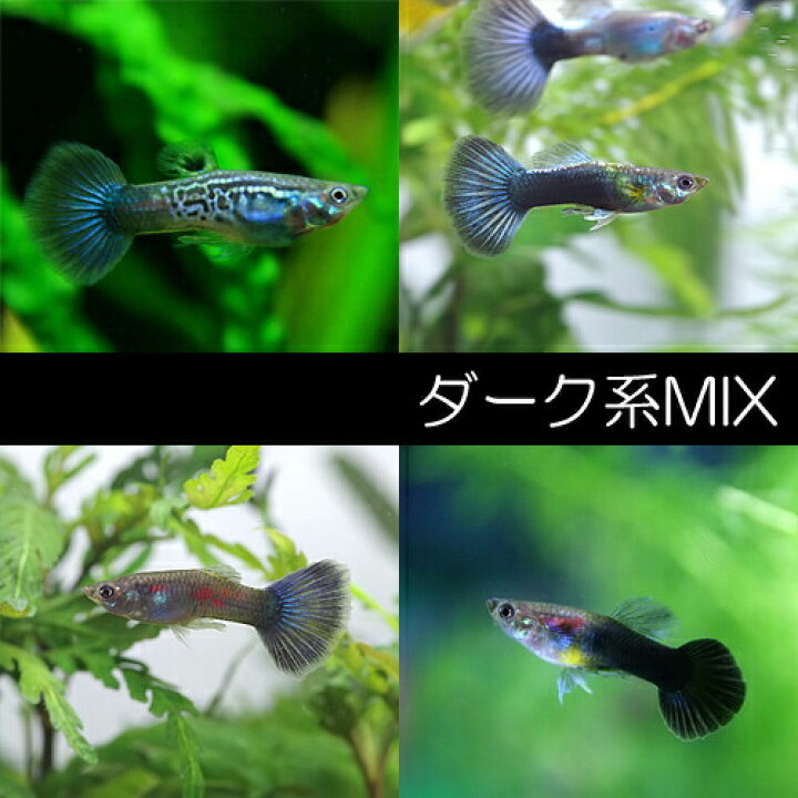 楽天市場】(熱帯魚 生体)ダーク系ミックスグッピー【外国産】 （10 