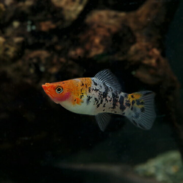 爆安 熱帯魚 生体 <br>アルビノ紅白ソードテール 約3-4cm 5匹 <br><br><br><br> (熱帯魚・ソードテール) 紅白ソードテール 2.5cm± 5匹