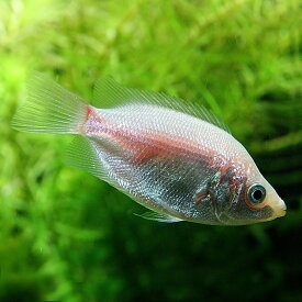 (熱帯魚 生体)キッシンググラミー　（約3-4cm）（3匹）【水槽/熱帯魚/観賞魚/飼育】【生体】【通販/販売】【アクアリウム/あくありうむ】【小型】