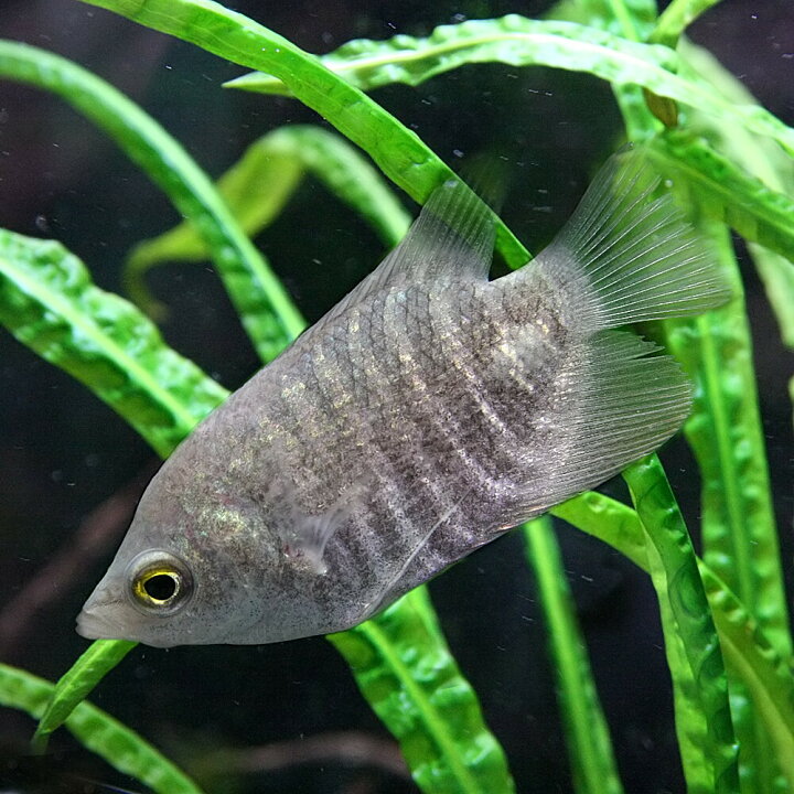 楽天市場】(熱帯魚 生体)オスフロネームスグラミー （6-8cm）（1匹 