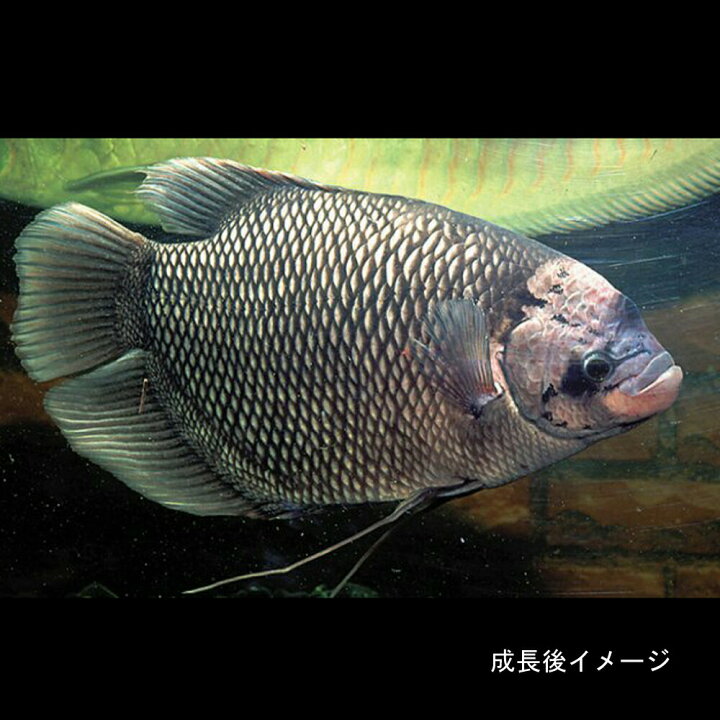 楽天市場】(熱帯魚 生体)オスフロネームスグラミー （6-8cm）（1匹 