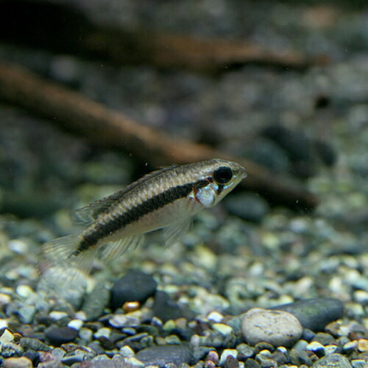 楽天市場 熱帯魚 生体 アピストグラマ エリザベサエ Euブリード 約２cm １ペア 水槽 熱帯魚 観賞魚 飼育 生体 通販 販売 アクアリウム あくありうむ 小型 ネオス 楽天市場店