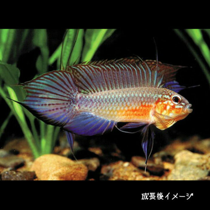 楽天市場】(熱帯魚 生体)アピストグラマ エリザベサエ（ EUブリード 
