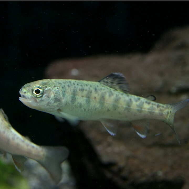 楽天市場 日淡 ニジマス 約５cm １匹 水槽 熱帯魚 観賞魚 飼育 生体 通販 販売 アクアリウム あくありうむ 小型 ネオス 楽天市場店