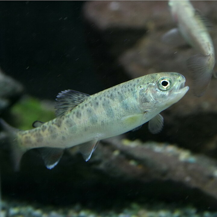 楽天市場 日淡 ニジマス 約５cm １匹 水槽 熱帯魚 観賞魚 飼育 生体 通販 販売 アクアリウム あくありうむ 小型 ネオス 楽天市場店