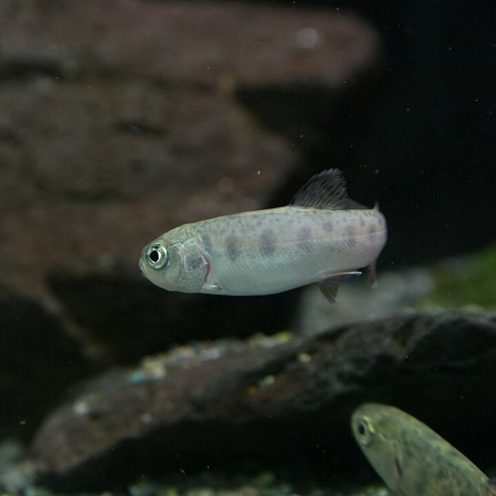 楽天市場 日淡 ニジマス 約５cm １匹 水槽 熱帯魚 観賞魚 飼育 生体 通販 販売 アクアリウム あくありうむ 小型 ネオス 楽天市場店