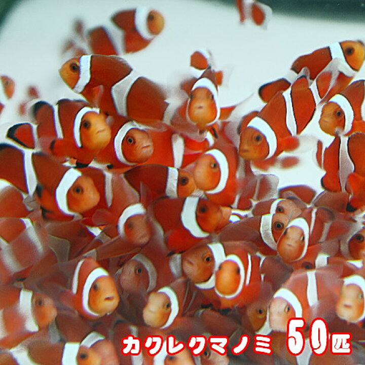 楽天市場 海水魚 オススメ カクレクマノミ ブリード ５０匹 水槽 熱帯魚 観賞魚 飼育 生体 通販 販売 アクアリウム あくありうむ 小型 ネオス 楽天市場店