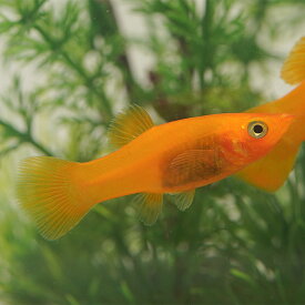 (ネオスセール)(熱帯魚 生体)オレンジモーリー　（約3-4cm）（6匹）