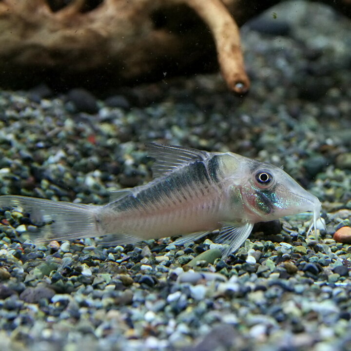 楽天市場 熱帯魚 生体 コリドラス セルラータス 約5cm 1匹 水槽 熱帯魚 観賞魚 飼育 生体 通販 販売 アクアリウム あくありうむ 小型 ネオス 楽天市場店 楽天市場 熱帯魚 生体 コリドラス セルラータス 約5cm 1匹 水槽 熱帯魚 観賞魚 飼育 生体 通販 販売 アクアリウム あくありうむ 小型 ネオス 楽天市場店