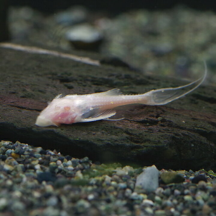 楽天市場 熱帯魚 生体 アルビノ アグアプレコ 約３ ５cm １匹 水槽 熱帯魚 観賞魚 飼育 生体 通販 販売 アクアリウム あくありうむ 小型 ネオス 楽天市場店